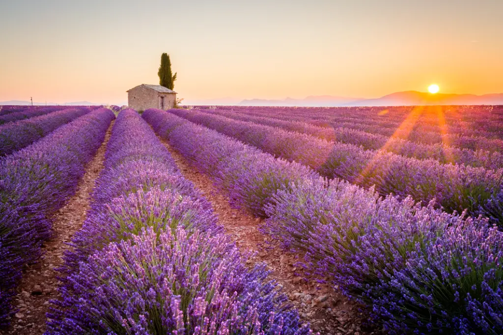 Lila Lavendelfeld in Valensole, Frankreich